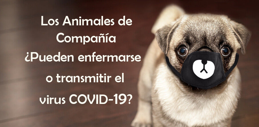 ¿Los Perros y Gatos pueden Contagiarse y Transmitir el Coronavirus?