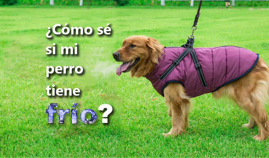 ¿Cómo proteger a mi perro del frío?