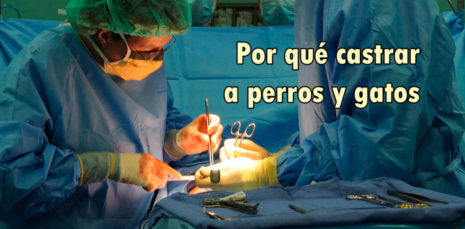 Razones para Esterilizar Perros y Gatos: Mitos y Realidades de la Castración