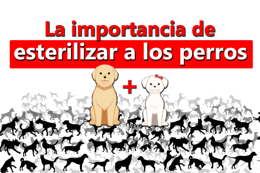 Importancia de esterilizar perros y gatos. Mitos y realidades.