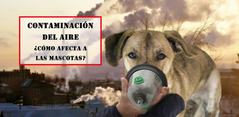 ¿Cómo afecta la contaminación del aire a los animales de compañía? He aquí el caso de la Ciudad de México